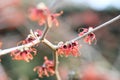 Hybrid Witch hazel Hamamelis x intermedia Diane, with copper-red flowers Royalty Free Stock Photo